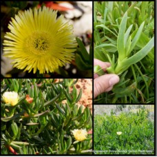 Pigface Giant Flowering Yellow x 1 Plant Native Succulents Groundcover Very Hardy Rockery Garden Drought Frost Pig Face Carpobrotus edulis